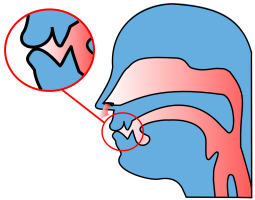 Depiction of the side of a head during the pronunciation of the bilabial nasal [m]