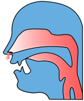 Alveolar nasal [n]