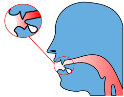 Position of the tongue during the articulation of the interdental fricatives [&#952;] and [ð].