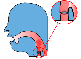 Depiction of the vibration of the vocal cords during the articulation of voiced sounds.